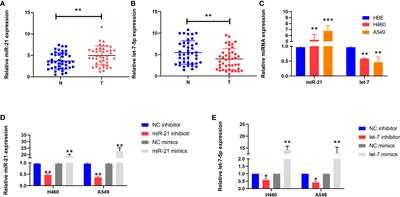 MiR-21 and let-7 cooperation in the regulation of lung cancer